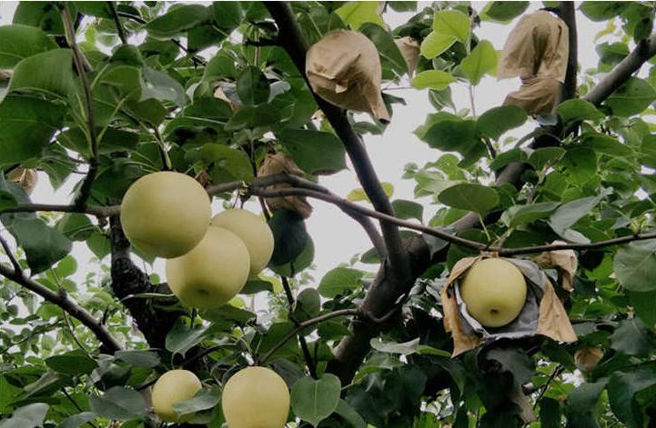 农村小伙卖大山土特产,山东农村小伙卖苹果