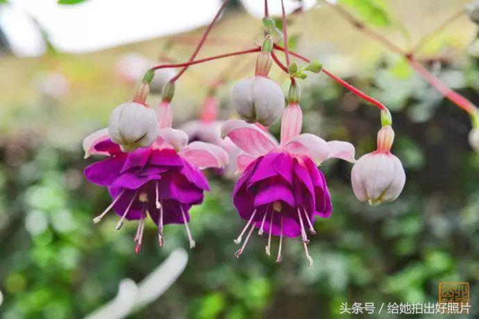 布鲁塞尔老街图,布鲁塞尔街头的美女