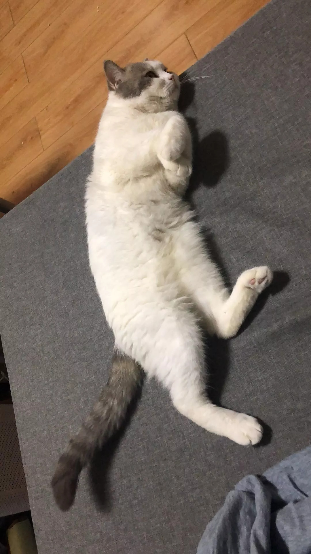 不养猫不爱狗,不养猫不养狗还可以养什么宠物