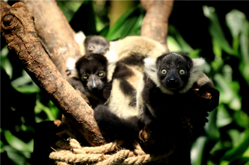 为迎父亲节，她生的“明星”三胞胎，今天终于“露面”了！