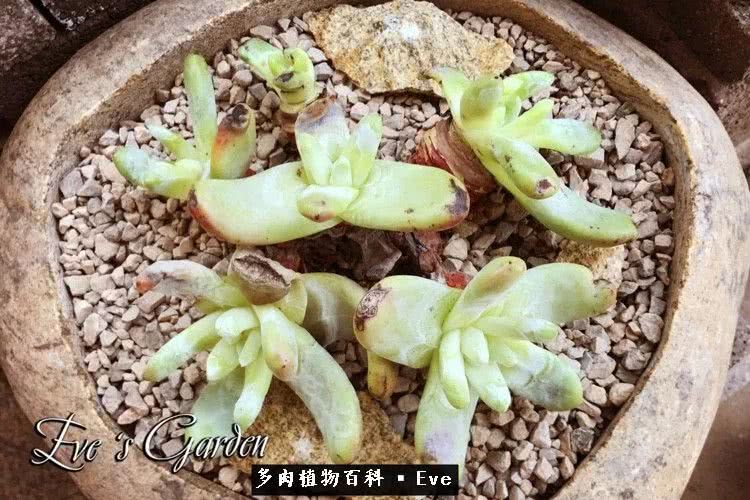 仙女杯多肉植物,拇指仙女杯也叫帕奇飞图吗