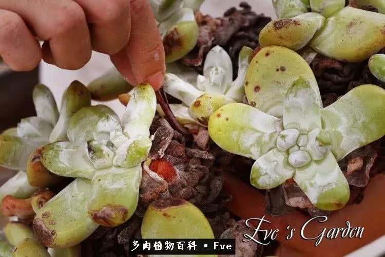 仙女杯多肉植物,拇指仙女杯也叫帕奇飞图吗