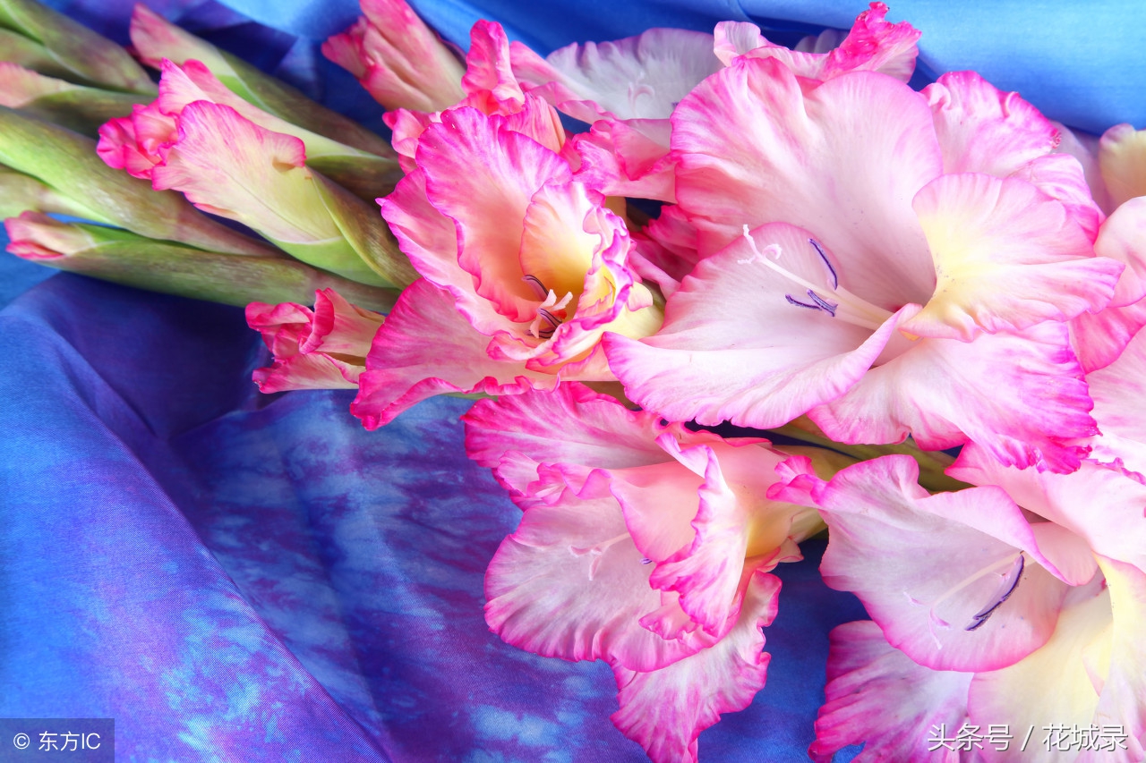 只知道母亲要送花而不知道父亲节也可以送花，快看看适合送的花吧