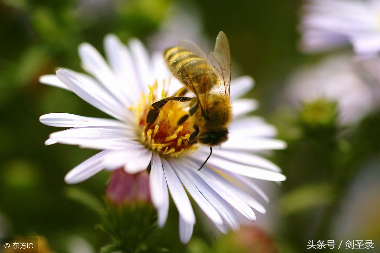 增广贤文人生在世多见多闻,增广贤文世事明如镜