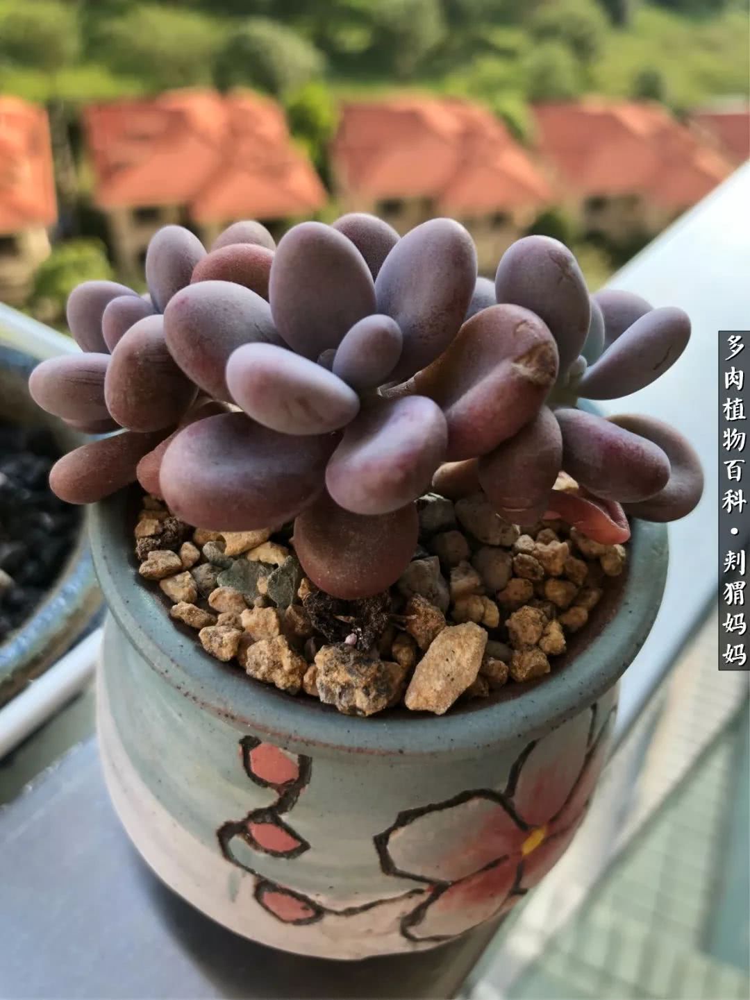 多肉如何度夏的方法,多肉夏天如何度夏