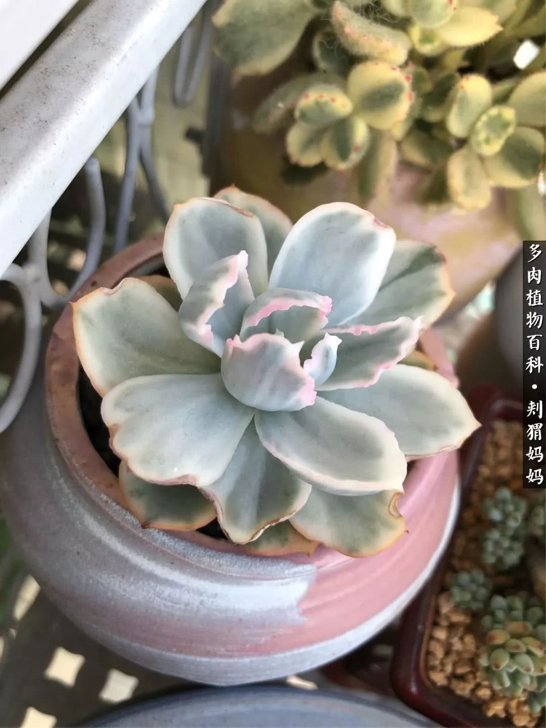 多肉如何度夏的方法,多肉夏天如何度夏