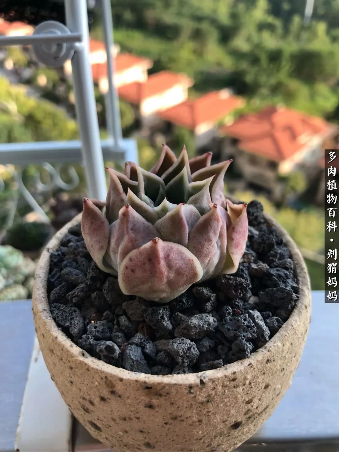 多肉如何度夏的方法,多肉夏天如何度夏