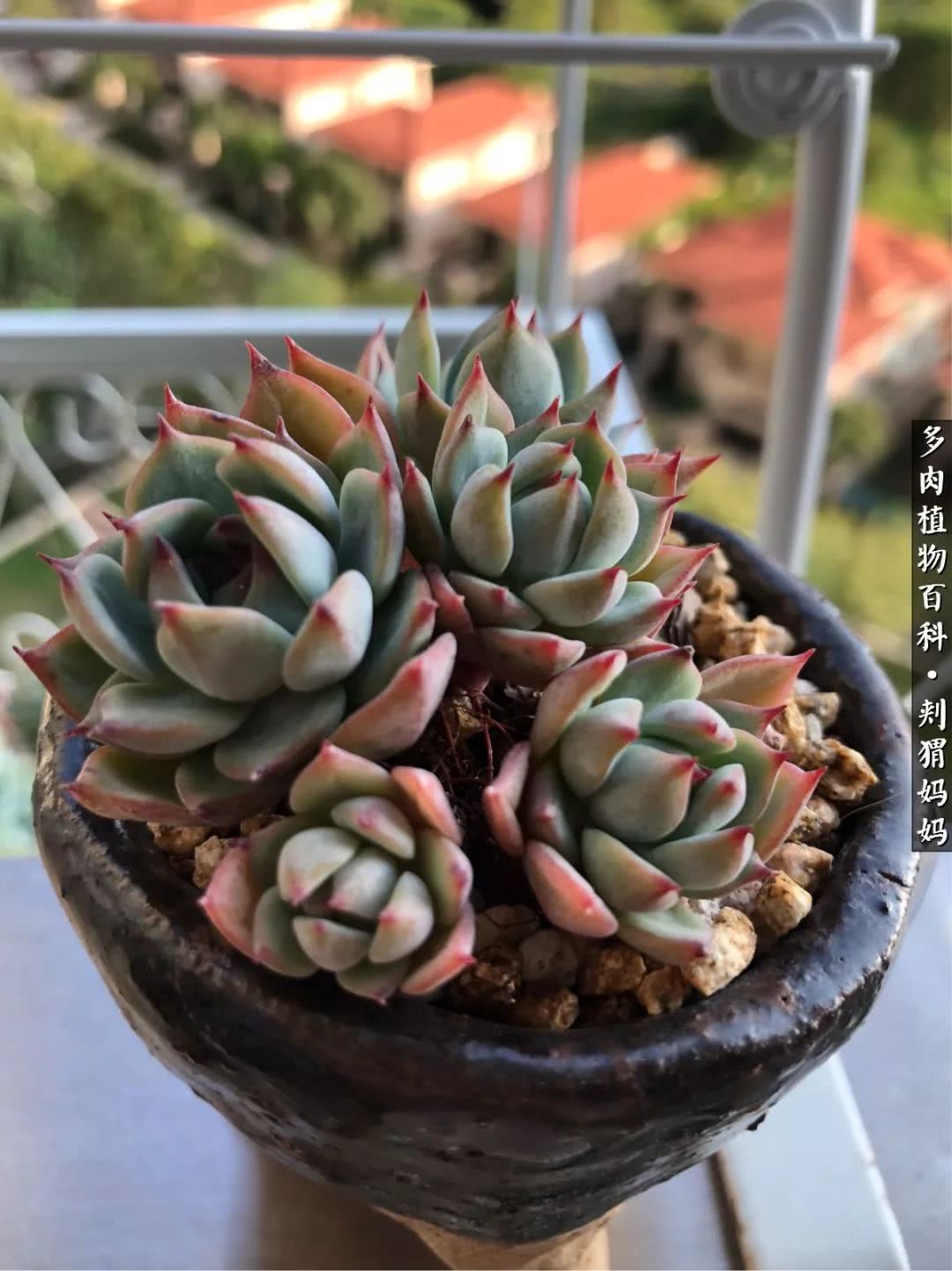 多肉如何度夏的方法,多肉夏天如何度夏