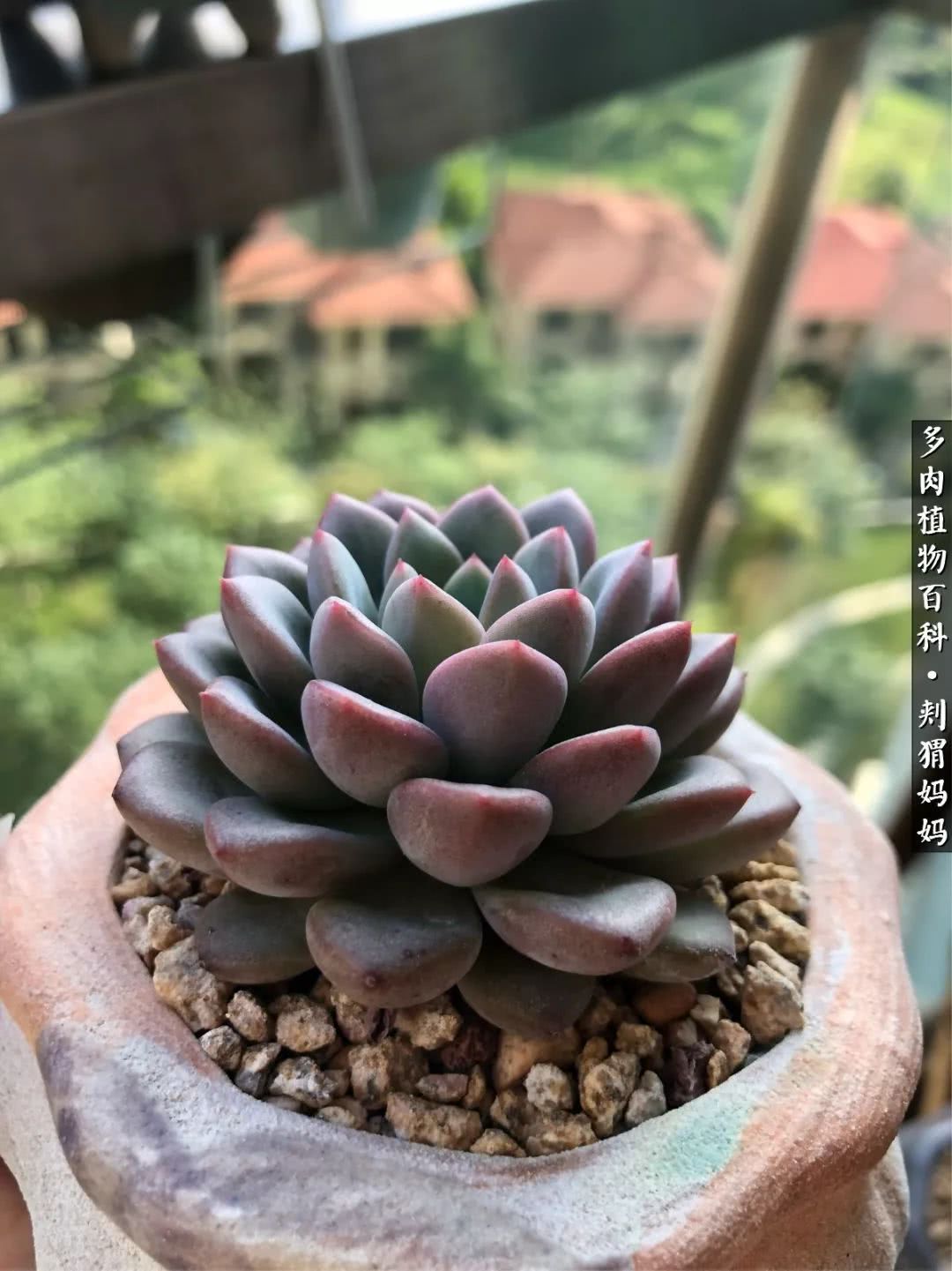 多肉如何度夏的方法,多肉夏天如何度夏