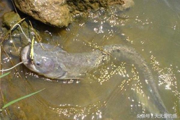 鲶鱼怎么钓效果最好手竿,鲶鱼怎么钓才好吃