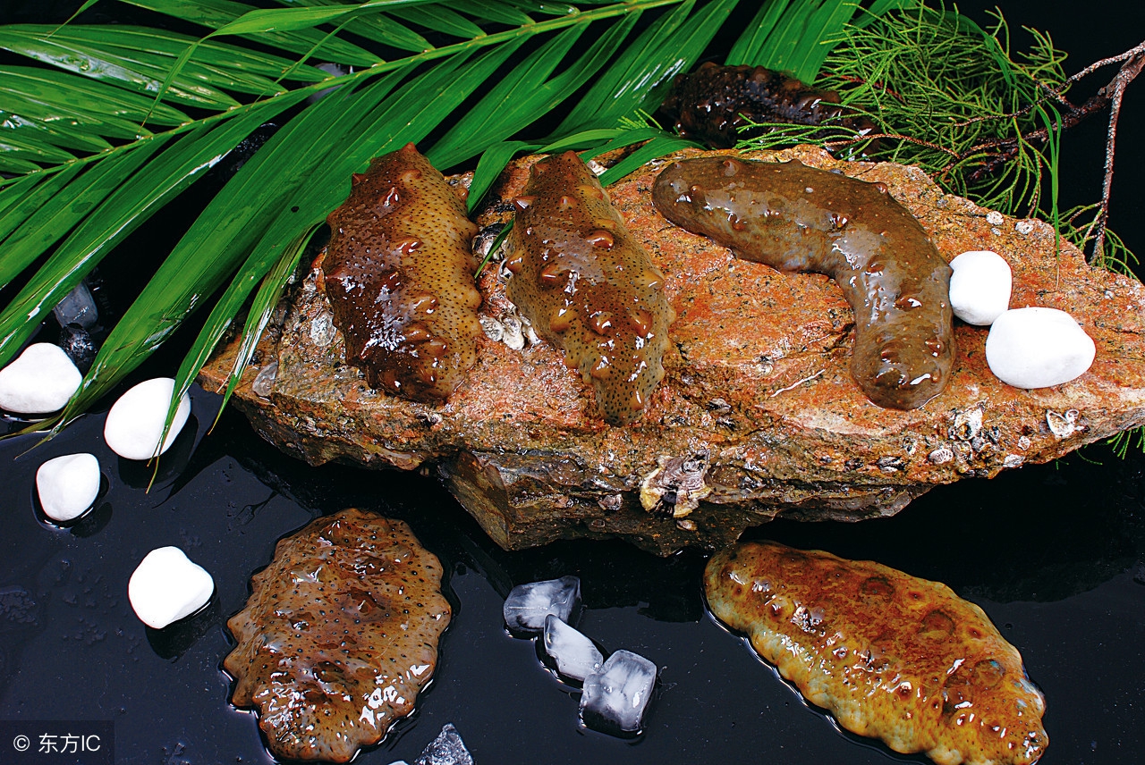 海参那些事儿海参产地,海参外行人不懂的海参知识