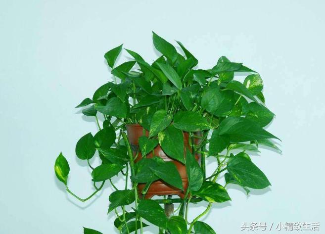 怎么才让绿萝长得茂盛不黄叶,怎么把绿萝养得又粗又壮不长黄叶