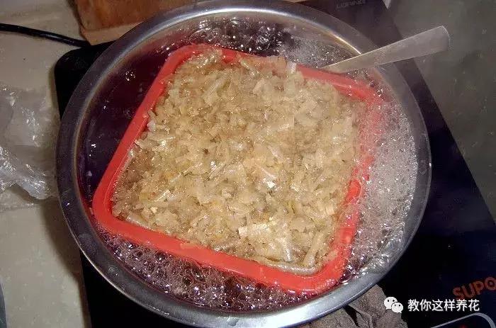 君子兰结的果实怎么处理,君子兰结籽后怎么处理