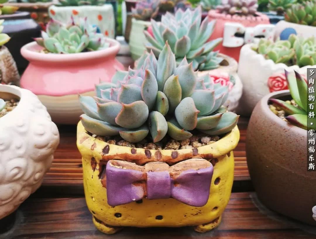 养多肉摒弃焦虑,包邮区不能养的多肉有哪些