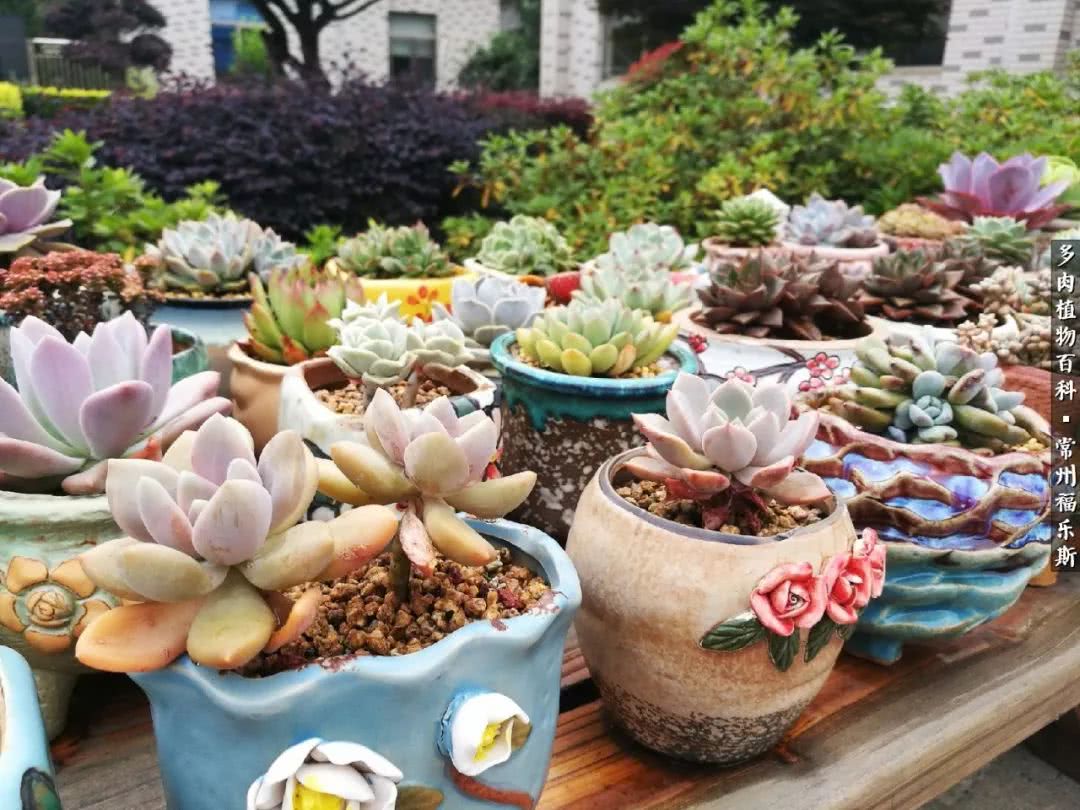 养多肉摒弃焦虑,包邮区不能养的多肉有哪些