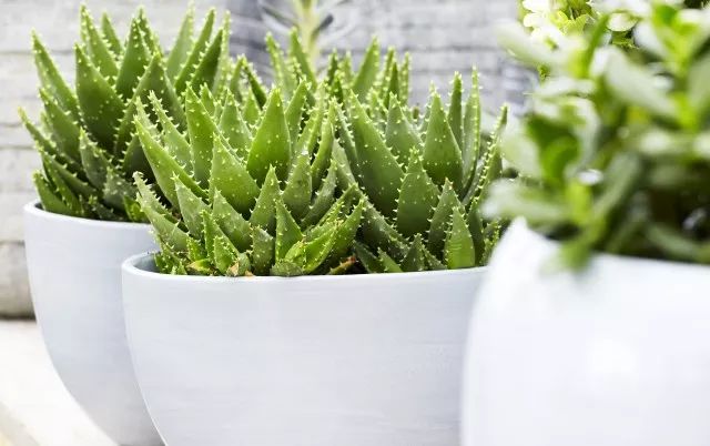 家中摆一盆，大病小病全走光！赶紧收藏！