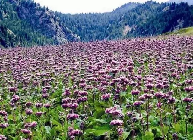 新疆哈密风景最美的地方,新疆哈密值得去的景点排名第一
