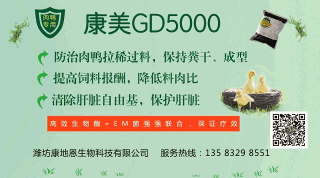 养鸭技术大全及做法,养鸭技术大全教你如何高效养鸭