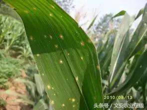 玉米苗期缺素病害高清图谱大全,玉米各种病害图片大全大图