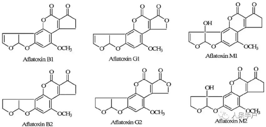 黄曲霉毒素真的有这么可怕吗,黄曲霉素的特点
