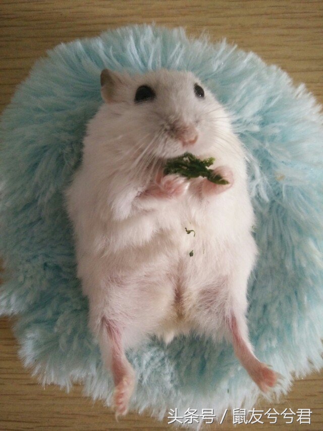 仓鼠的食物自制最简单,仓鼠自制小零食新手教程