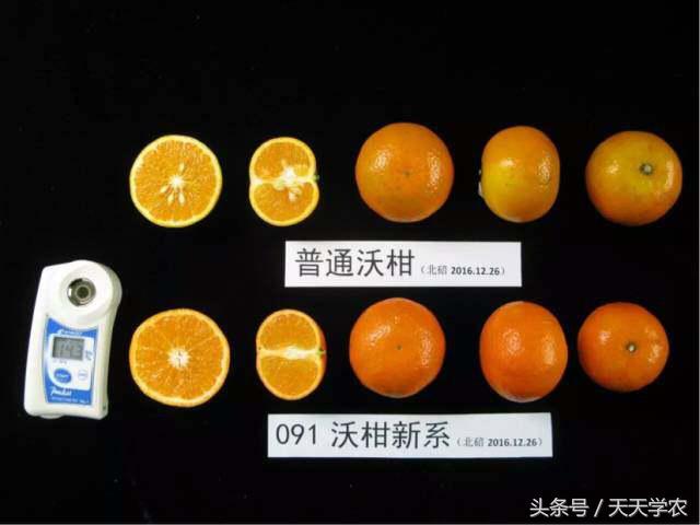 种植露天红美人柑橘前景如何,露天种植红美人柑橘