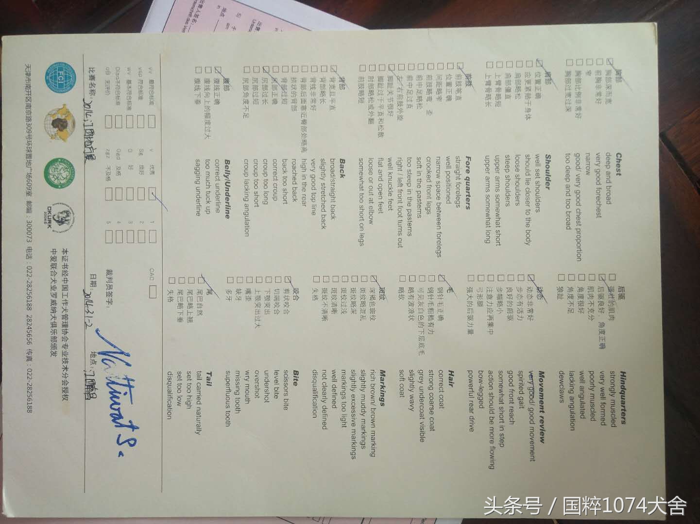 浅色素的罗威纳,陕系罗威纳犬