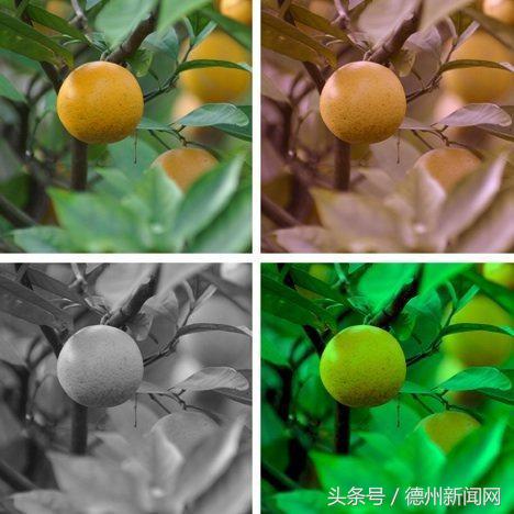 色盲和色弱到底是怎么回事？色觉又是什么意思？