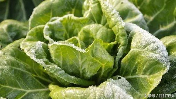 甘谷话方言高难度,甘谷方言解说