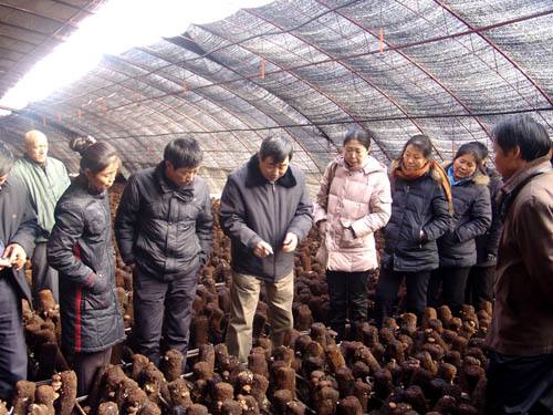 蘑菇种植技术哪里学,蘑菇种植培训学校在哪里