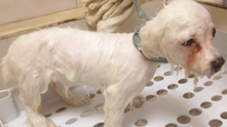 大家都爱养比熊,护理起来却有难度