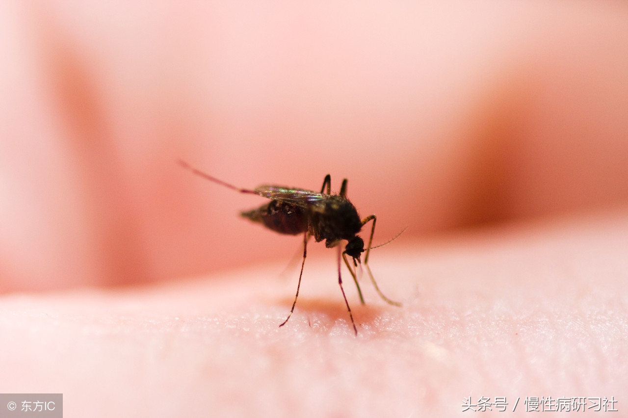 夏天蚊子太多了用什么方法消灭它,夏日蚊子多容易被叮