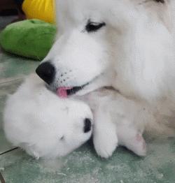 明明可以靠颜值吃饭却偏偏靠力气,明明可以靠颜值吃饭偏偏靠嘴巴