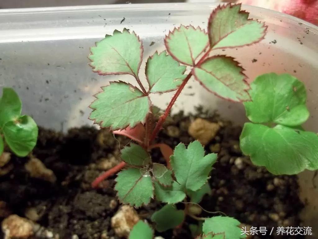盆栽玫瑰种子的正确方法,玫瑰盆栽多久能发芽