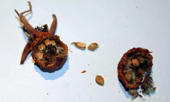 盆栽玫瑰种子的正确方法,玫瑰盆栽多久能发芽