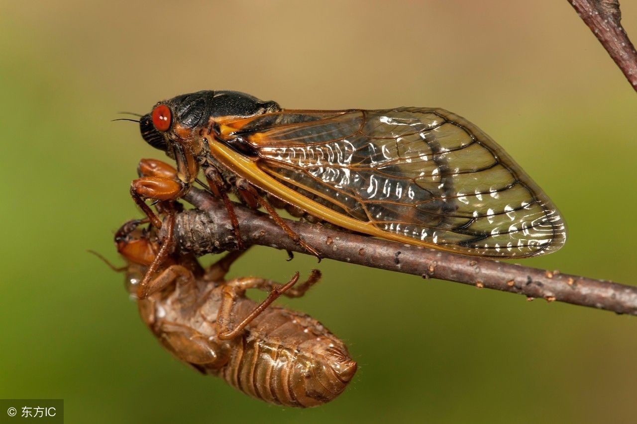 带皮金蝉和刚蜕皮的金蝉哪个营养,金蝉营养成分表