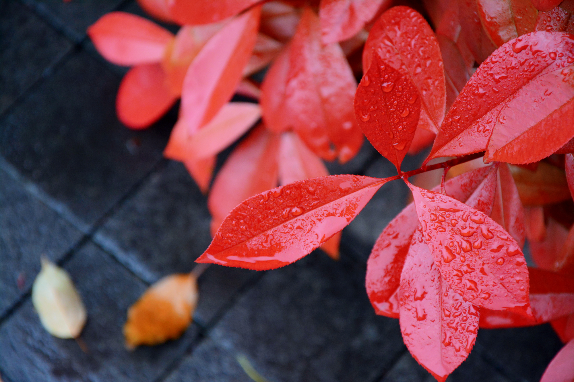 苏州哪些景点可以看小桥流水,只有老苏州人才知道的小众景点