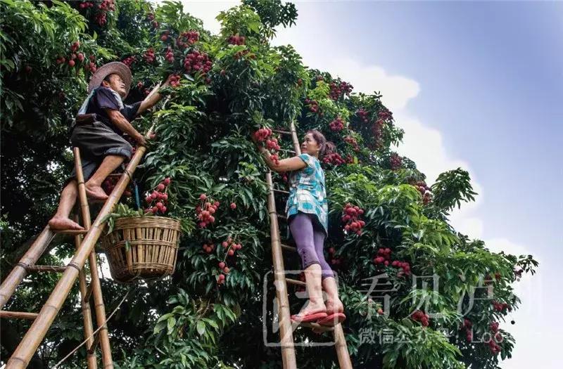 泸州最美乡镇,泸州是国家优秀的旅游城市吗