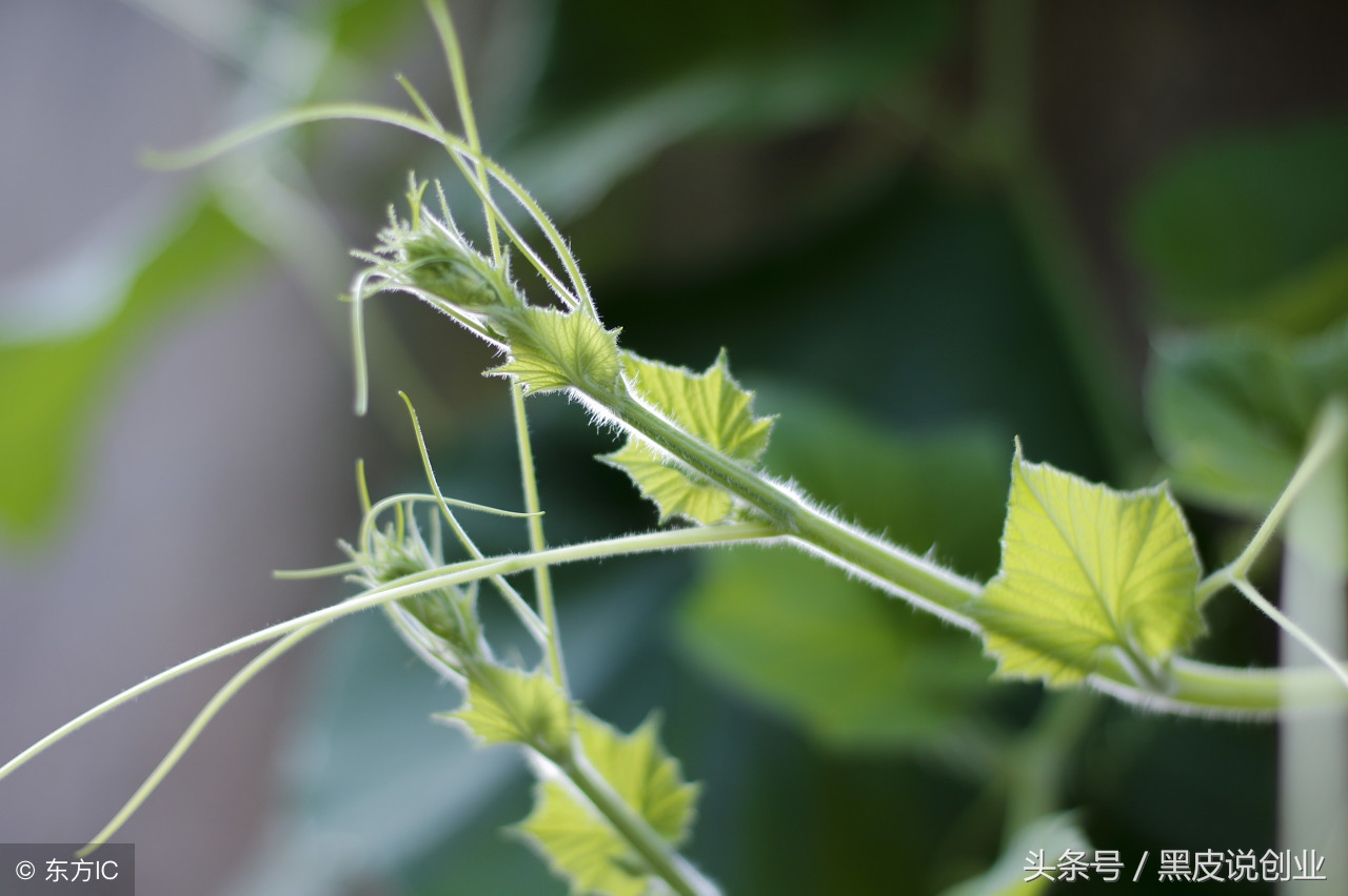 搞懂创业的五个方向是什么,三个最好的创业方向