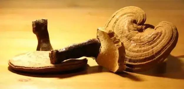 灵芝的吃法与作用有哪些,干灵芝片的正确吃法