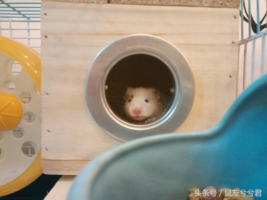 仓鼠如何和仓鼠亲密,怎么和仓鼠训练让仓鼠变得更亲密