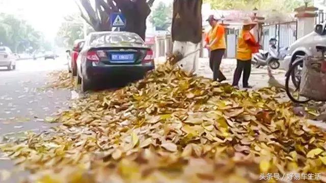 烈日车停在树下,烈日下暴晒车会怎么样