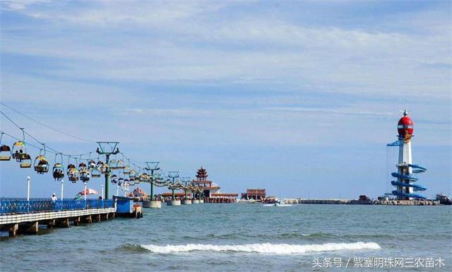 南戴河*哥涛**农家院（成杰宾馆）云烟天外黄金缕，渔火滩头绿酒家！