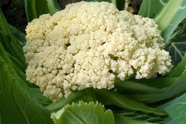 花菜种植增产技术,花菜怎样种植技术视频