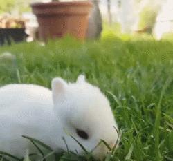 除了仓鼠猫狗以外的小型宠物推荐,除了猫狗还有什么可爱的家养宠物