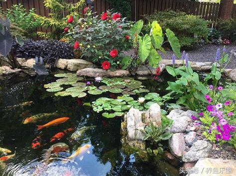 锦鲤池滤材可以反复使用吗,锦鲤池滤材清洗的正确方法