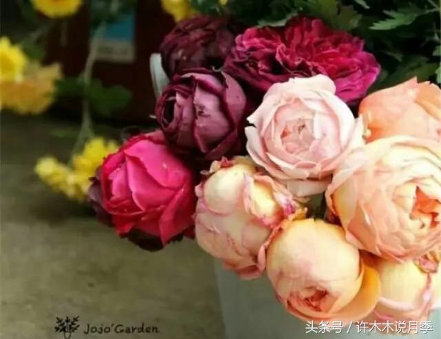 许木木说月季完整版,许木木说月季用药