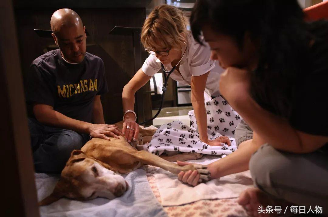 北京女子为狗立碑,北京女子做墓碑送宠物