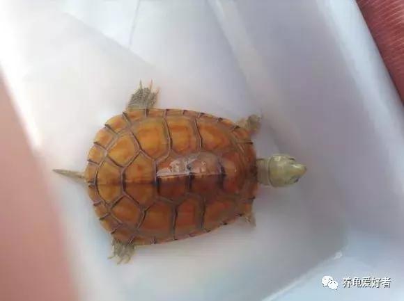 为什么我们养的龟不像网上那样,斑点池龟莫名其妙死亡