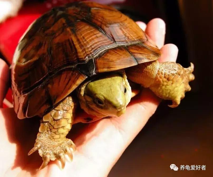为什么我们养的龟不像网上那样,斑点池龟莫名其妙死亡